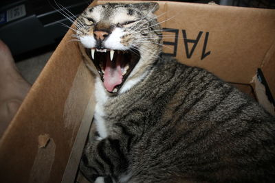 Cat yawning