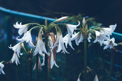 Close-up of flowers against blurred background