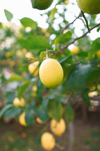 Close-up of fruits on tree