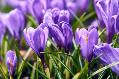 Close-up of purple crocus flowers on field