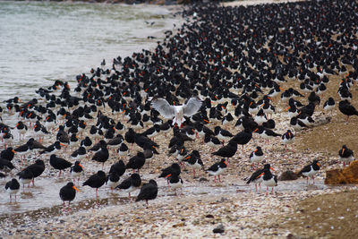 High angle view of birds on beach