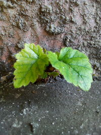 High angle view of insect on leaf