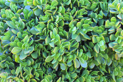 Full frame shot of green plants