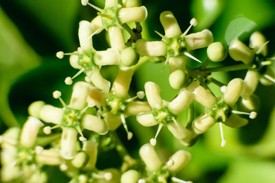 Close-up of vegetables