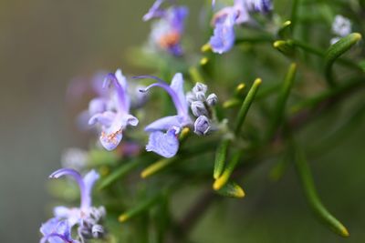 Close-up of purple flowering plant