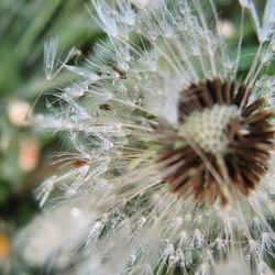 Close-up of dandelion against blurred background