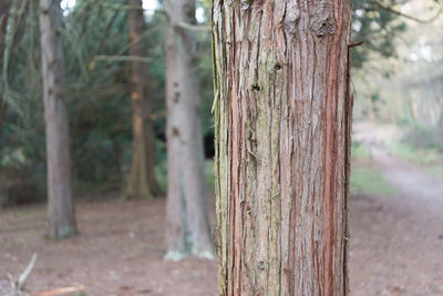 Close-up of tree trunk on field