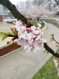 Close-up of cherry blossoms on tree