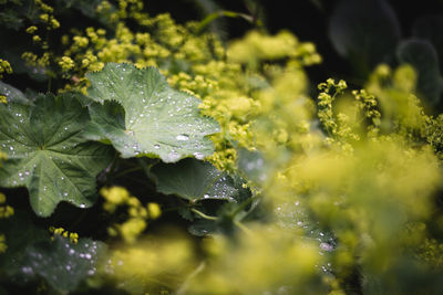 Close-up of wet leaves on plant