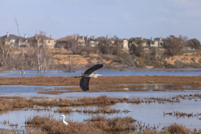 Bird on lake against sky