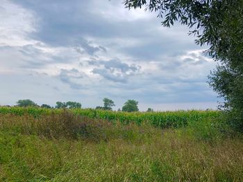 Scenic view of field against sky