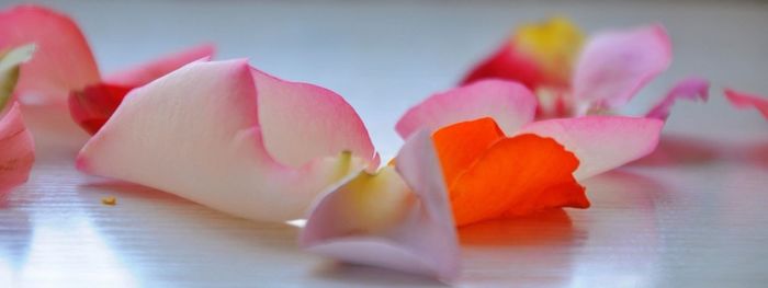 Close-up of pink flower