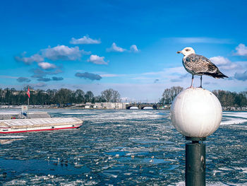 Seagull perching on a bird against the sky