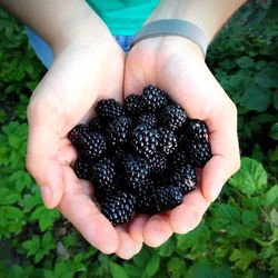 Close-up of hand holding fruit