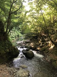 Stream flowing through rocks in forest