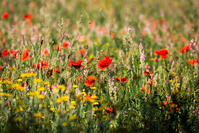 Close-up of red poppy flowers on field
