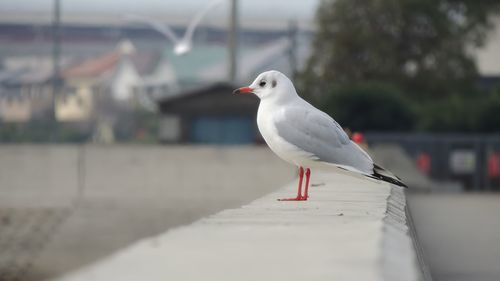 Close-up of seagull perching on railing