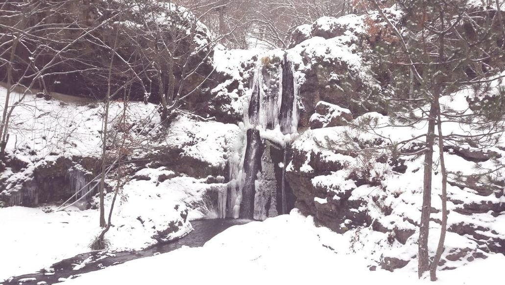 SNOW COVERED TREES ON FIELD