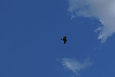 Low angle view of bird flying against blue sky