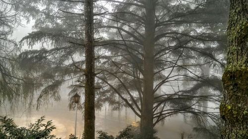 Pine trees in forest during winter