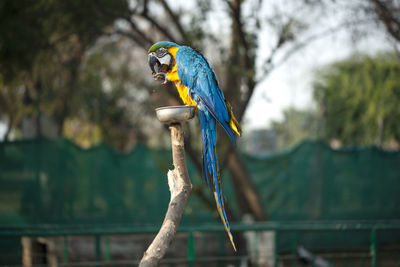 The blue and yellow macaw is a member of the large group of neotropical parrots