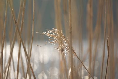 Close-up of reeds in lake