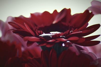 Close-up of flowers blooming outdoors