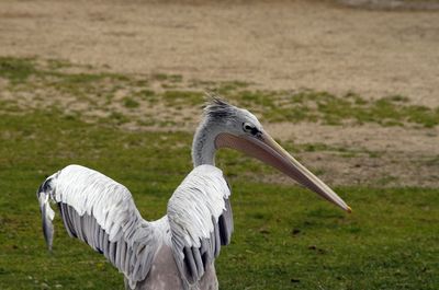 Close-up side view of a bird