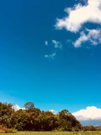 Low angle view of trees against blue sky