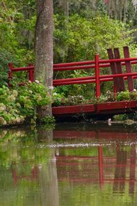 Reflection of trees in lake