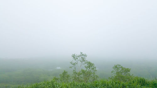 Trees on field against sky