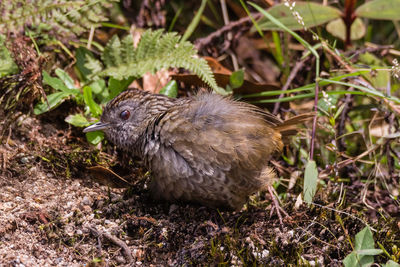 Close-up of a bird on field