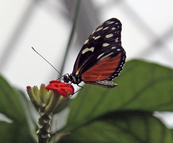 Close-up of butterfly perching on flower