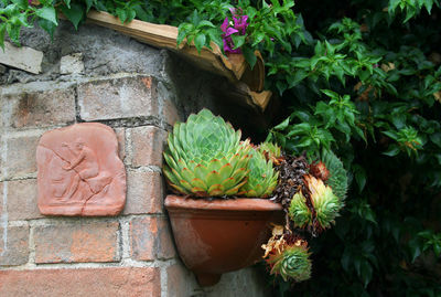 High angle view of potted plants