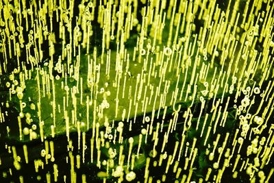 Full frame shot of wood