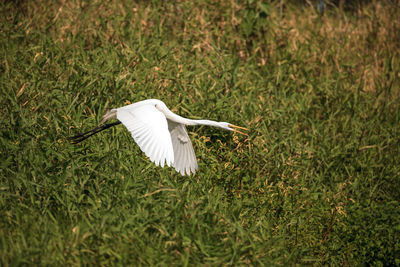 Flying great white egret ardea alba wading bird at myakka state park in sarasota, florida