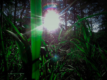 Low angle view of plants against trees