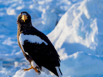 Close-up of bird perching on snow covered mountain