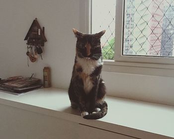 Portrait of cat at home