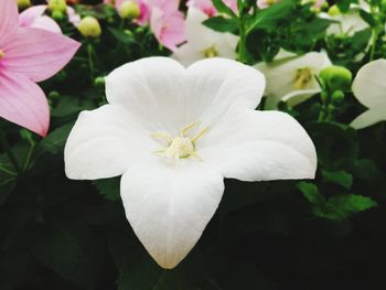 Close-up of white flowering plant