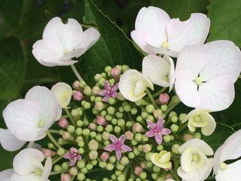 Close-up of white flowers