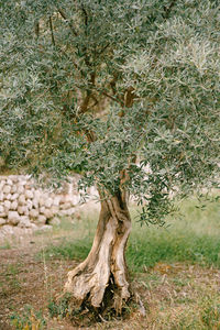 Tree growing in field