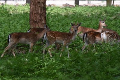 Deer standing on field