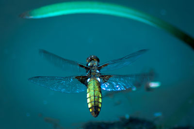 Close-up of dragonfly on glass