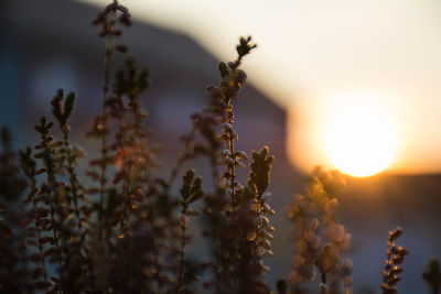 Close-up of plants growing on field against sky during sunset