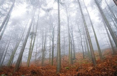 Trees in forest against sky