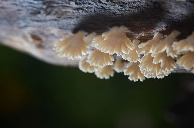 Close-up of mushrooms growing on tree