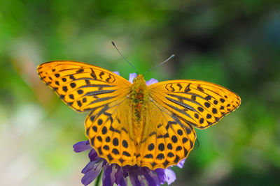 Close-up of butterfly pollinating on flower