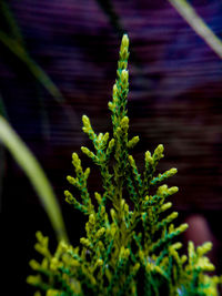 Close-up of fresh green plant