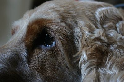 Close-up of a dog